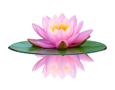 A pink water lily blooms on a green leaf with its reflection cast on a dark watery surface