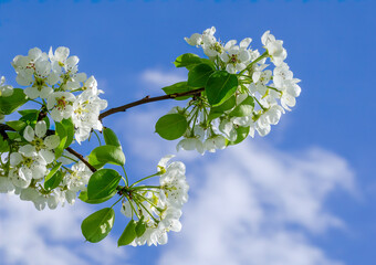 White pear flowers against the sky