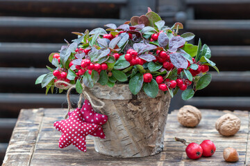 Scheinbeere (Gaultheria procumbens) im Birkenrinden-Topf 