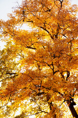 Colorful autumn tree with red and yellow foliage under sunlight