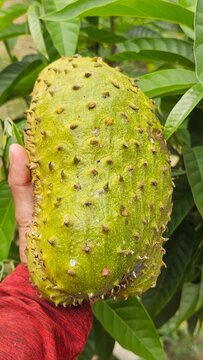 Fresh Custard Apple ready to eat. a ripe soursop fruit (Annona muricata) cut open to show white soft flesh and seeds, hanging