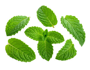A cluster of vibrant green mint leaves isolated against a stark black backdrop, showing fresh foliage