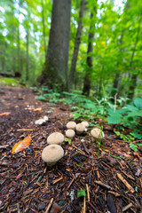 Puffball mushrooms on forest trail
