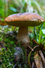 Birch bolete mushroom in moss