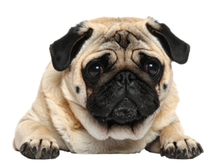 A pug with a wrinkly face, lying down on a transparent background, staring into the camera