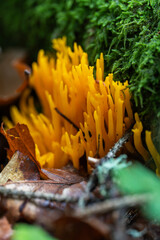 Yellow coral fungus in forest