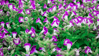 Obraz premium Beautiful purple and white Torenia flowers blooming in the garden. Vibrant floral background symbolizing freshness, natural beauty, and summer atmosphere. Perfect for gardening, or floral design.