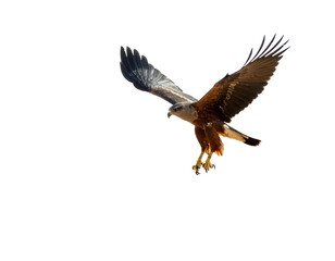 A raptor soars, wings outstretched, showcasing detailed feathers against a stark black background, capturing dynamic motion