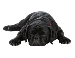 A large, black dog lies with its eyes closed against a dark background