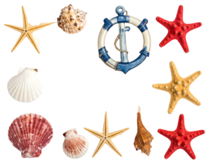 A collection of seashells, starfish and a life preserver/anchor arranged around a dark void, creating a nautical-themed frame