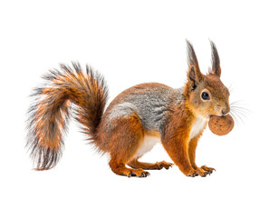 A reddish-brown squirrel holds a nut in its mouth against a black backdrop