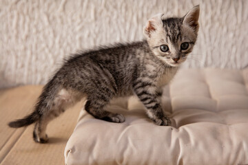 Gato cinza filhote