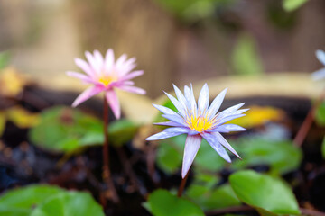 Beautiful pink lotus or waterlily flower that growth in water pond, with freshness morning sunlight...