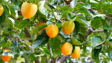 감나무에 탐스럽게 매달린 감들