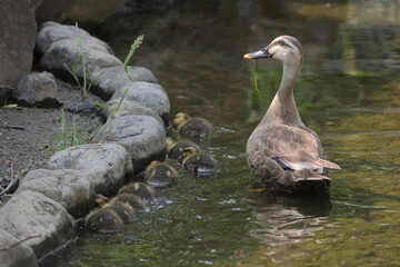 Spot-billed Duck Mother Feeding Ducklings in Shallow Water