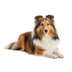 Noble Collie Breed Dog Species A Portrait of Shetland Sheepdog's Elegance and Charm with Fluffy Coat and Friendly Eyes, a Beautiful Pet Companion