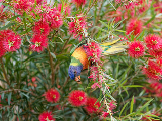 Rainbow Lorikeet (Trichoglossus moluccanus) perched in a red flowering callistemon bottlebrush tree or shrub