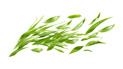 There is sprouted grass for a cat on a white background. PNG image 