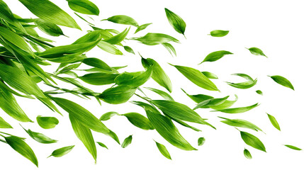 There is sprouted grass for a cat on a white background. PNG image 