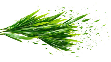 There is sprouted grass for a cat on a white background. PNG image 
