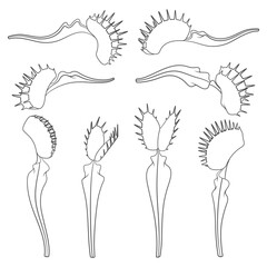 Set of black and white illustrations of venus flytrap. Isolated vector objects on white background.