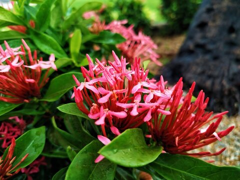 Red flowers 