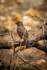 Canyon Towhee on a branch