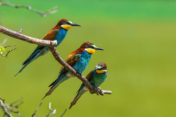 European bee-eaters Merops apiaster perched together on branch with green background