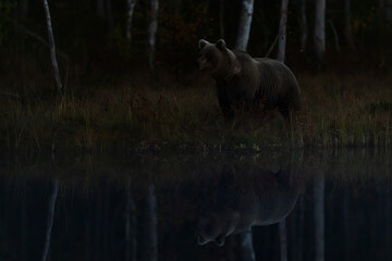 Brown bear Ursus arctos standing near dark water at night in silent northern forest © michal