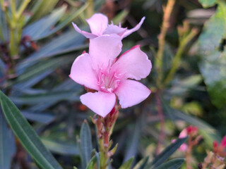 Oleander Flower Macro View Revealing Soft Petals and Center Detail Against Blurred Lush Green Garden