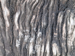The Majestic Textural Details of Aged and Weathered Wood Grain Close-up on a Rough Tree Stump Surface