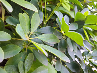 Lush Natural Foliage Background with Intricate Details of Tropical Schefflera Leaf Cluster Close-up