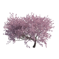 Fototapeta premium Blossoming sakura cherry tree isolated transparent background 3d rendering PNG 