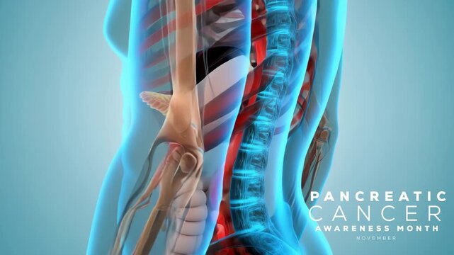 Pancreatic Cancer Awareness Month. Pancreatic cancer concept animation video. - Powered by Adobe