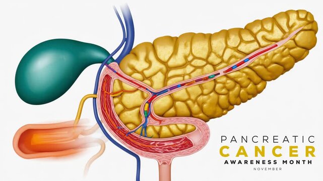 Pancreatic Cancer Awareness Month. Pancreatic cancer concept animation video.