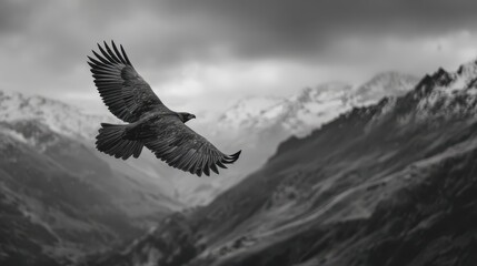 Obraz premium Majestic eagle soaring over snow-capped mountains during a cloudy afternoon