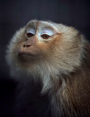 close up portrait of a young baboon