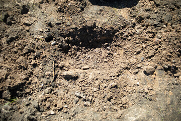 Planting trees in the park. Planting trees. Saplings in the ground.
