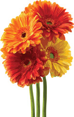 Vector art of vivid gerbera flower bouquet for design use