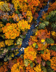 Vibrant autumn landscape showcasing a flowing stream through a colorful forest