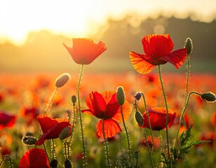 Obraz premium Vibrant Red Poppy Field at Golden Sunset with Soft Focus Sunlight and Green Foliage in a Serene Outdoor Meadow Landscape