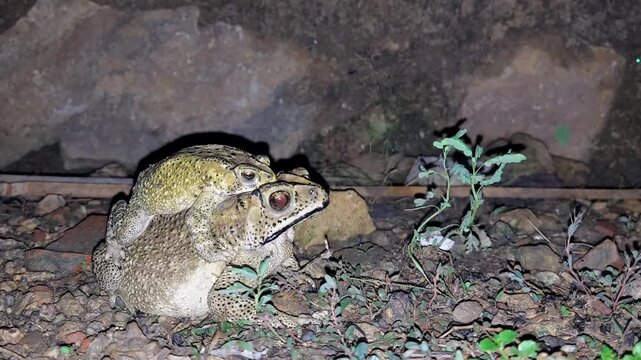 Nocturnal Life: 4K Duttaphrynus melanostictus Frogs Mating in Tropical Rain.