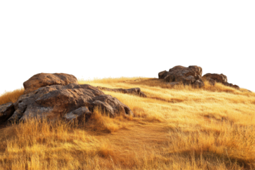 Golden Grassland With Rocky Terrain. Nature And Landscape Concept Isolated On Transparent Background
