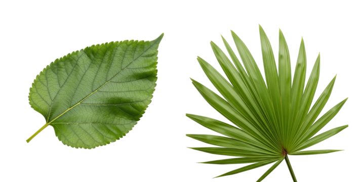 Leaf Comparison on White Background
