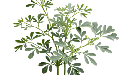 Lithuania rue (Ruta graveolens) cut out isolated on PNG. AI GENERATED.
