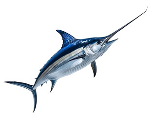 Majestic blue marlin leaping from the ocean water