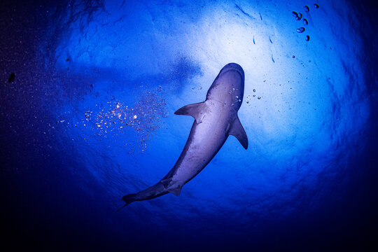 Tiger shark swimming around Fuvahmulah 1 - Powered by Adobe