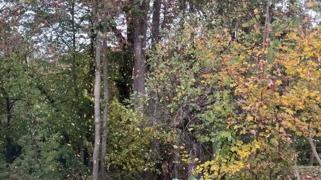 strong wind shaking leaves from trees in autumn