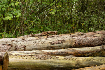 Stacked logging timber logs showing bark texture
