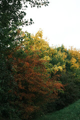 A forest with trees in various stages of autumn